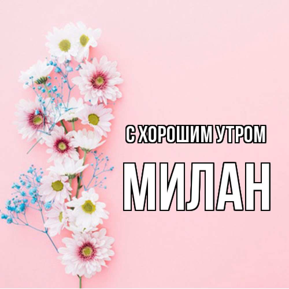 Открытка на каждый день с именем, Милан С хорошим утром цветы с подписью Прикольная открытка с пожеланием онлайн скачать бесплатно 
