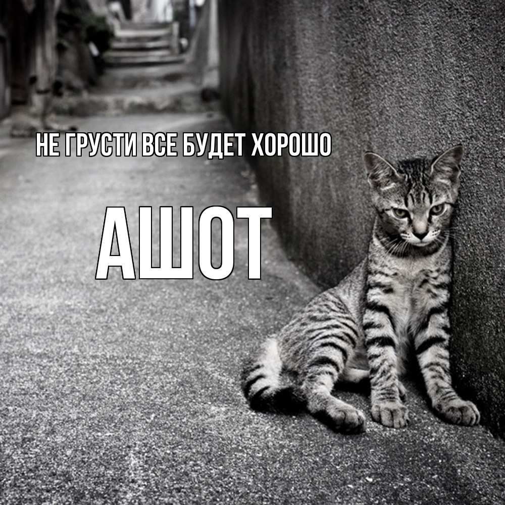 Открытка на каждый день с именем, Ашот Не грусти все будет хорошо скучающий котик Прикольная открытка с пожеланием онлайн скачать бесплатно 
