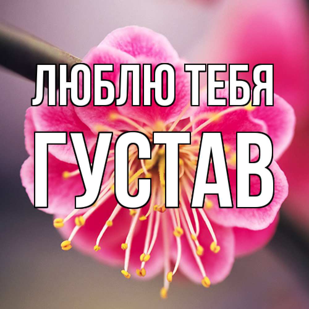 Открытка на каждый день с именем, Густав Люблю тебя цветы Прикольная открытка с пожеланием онлайн скачать бесплатно 