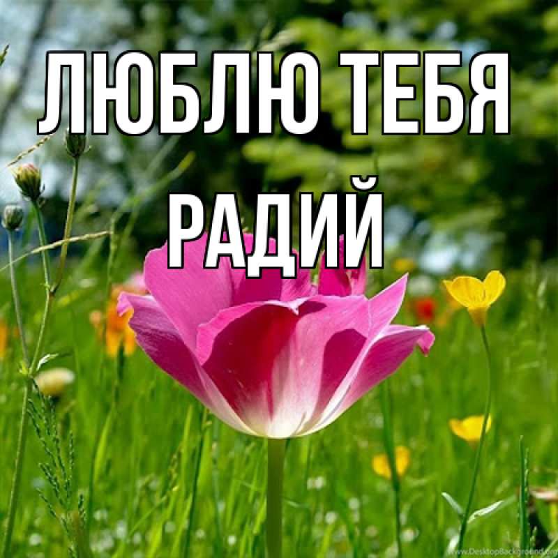 Картинка Люблю тебя, Радий