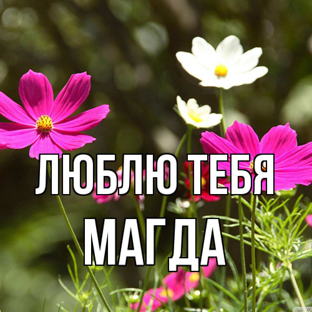 Открытка на каждый день с именем, Магда Люблю тебя цветы Прикольная открытка с пожеланием онлайн скачать бесплатно 