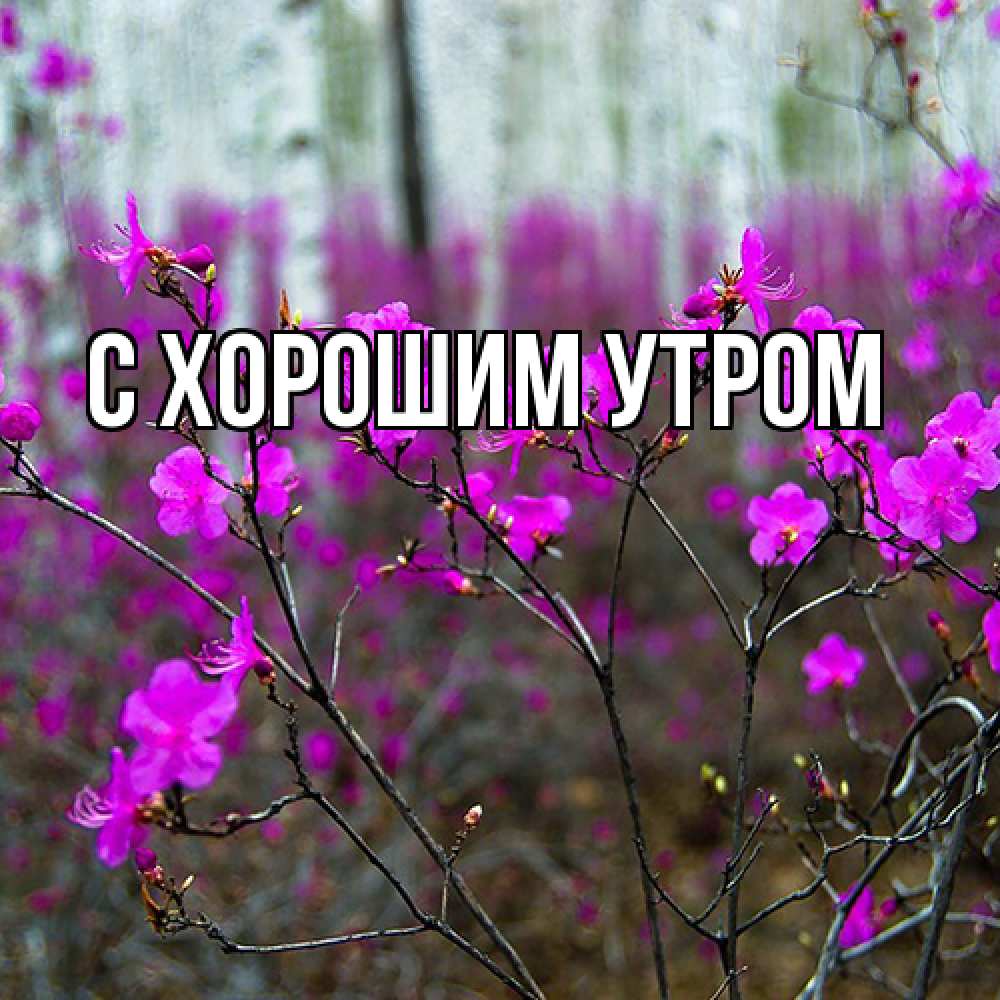 Открытка на каждый день с именем, Лёня Люблю тебя дикие цветы Прикольная открытка с пожеланием онлайн скачать бесплатно 