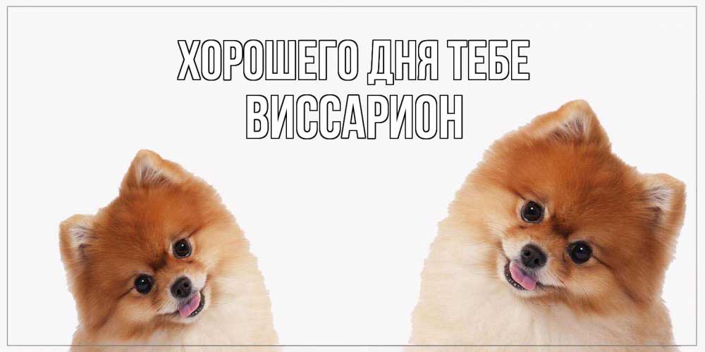 Открытка на каждый день с именем, Виссарион Хорошего дня тебе собачки желают прекрасного дня Прикольная открытка с пожеланием онлайн скачать бесплатно 
