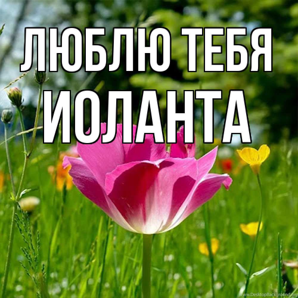 Открытка на каждый день с именем, Иоланта Люблю тебя полевые цветы Прикольная открытка с пожеланием онлайн скачать бесплатно 