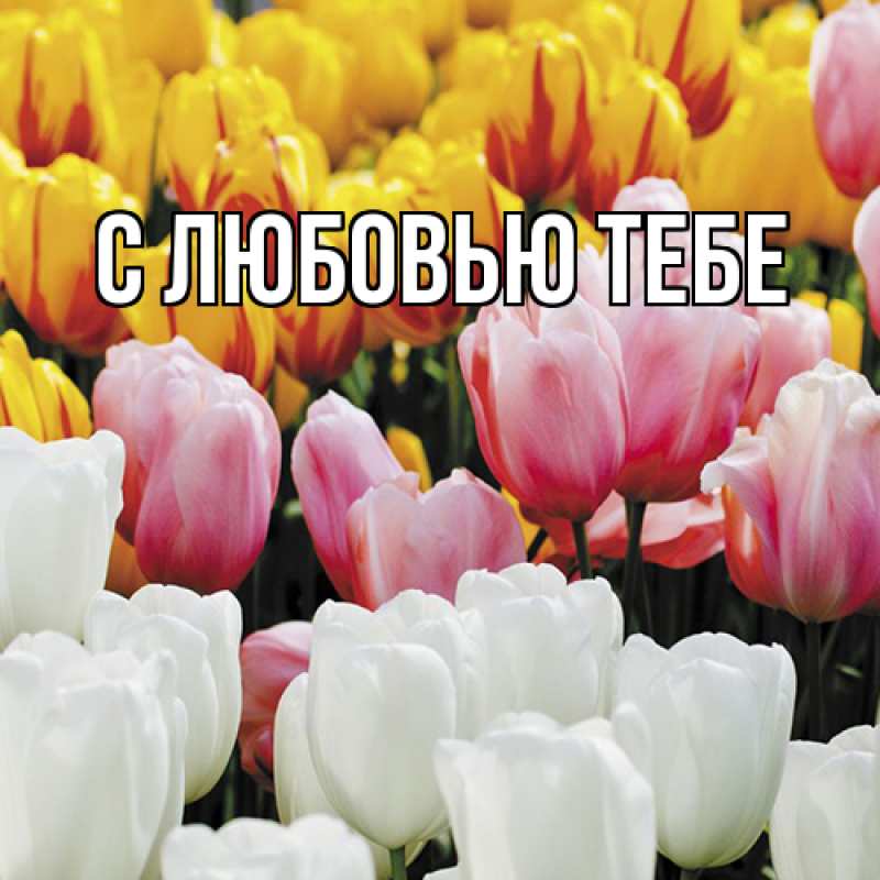 Картинка Люблю тебя, Аза