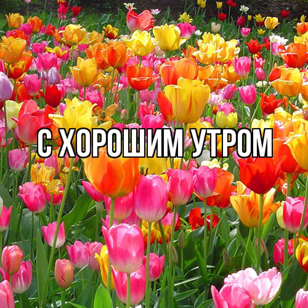 Открытка на каждый день с именем, Лида Люблю тебя на международный женский день Прикольная открытка с пожеланием онлайн скачать бесплатно 