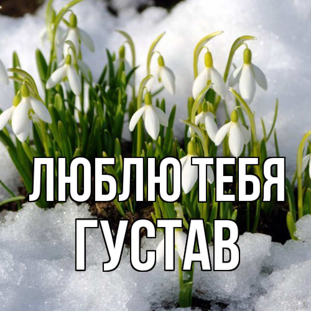 Открытка на каждый день с именем, Густав Люблю тебя цветы весенние Прикольная открытка с пожеланием онлайн скачать бесплатно 