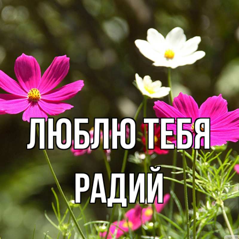 Картинка Люблю тебя, Радий