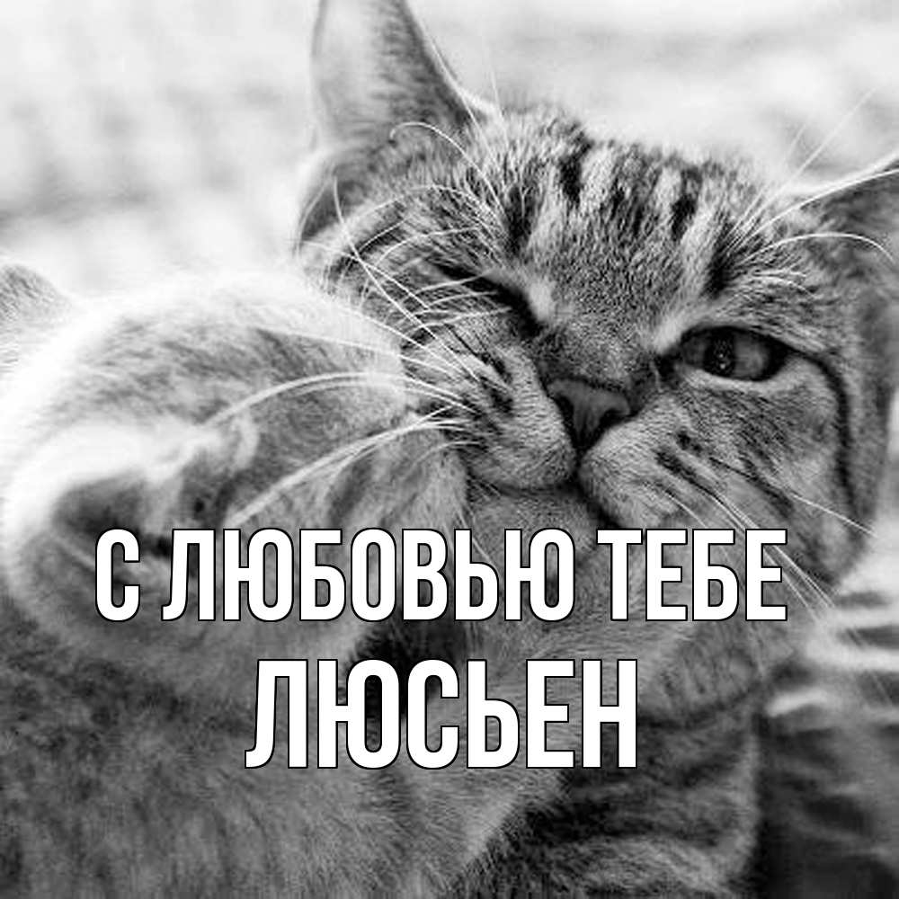 Открытка на каждый день с именем, Люсьен С любовью тебе коты Прикольная открытка с пожеланием онлайн скачать бесплатно 