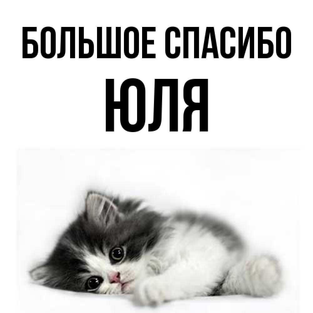 Открытка на каждый день с именем, Юля Большое спасибо черный и белый кот Прикольная открытка с пожеланием онлайн скачать бесплатно 