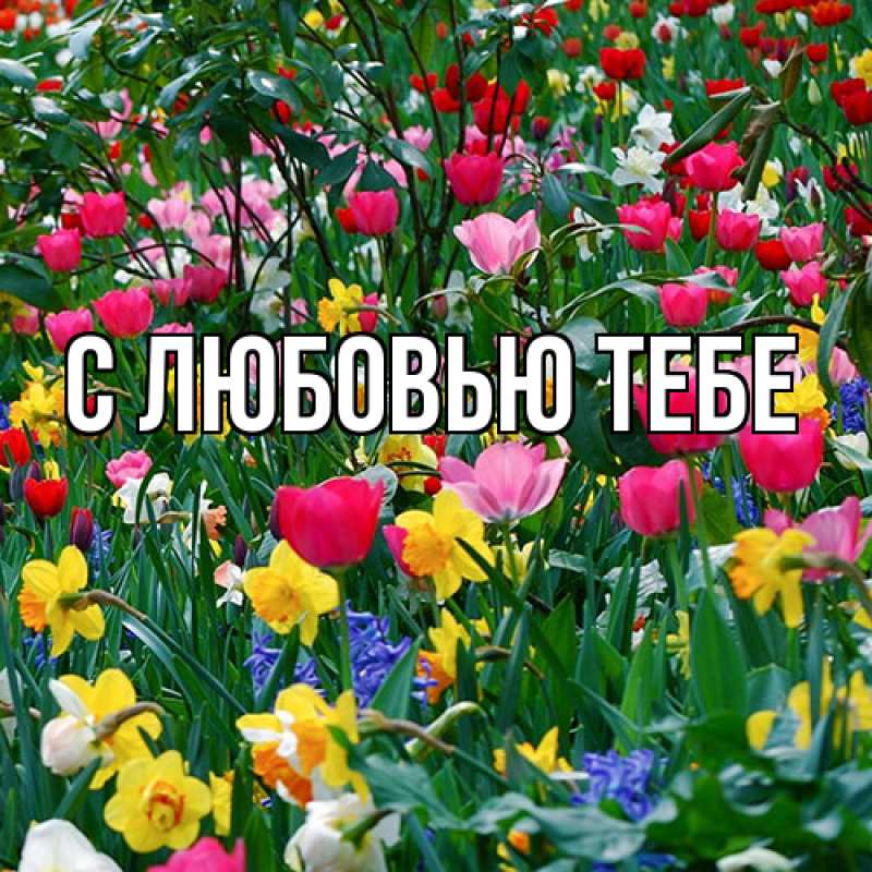 Картинка Люблю тебя, Аза