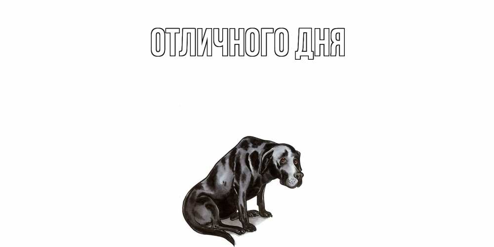 Открытка на каждый день с именем, Леся Скучашки я по тебе скучаю открытка с собакой Прикольная открытка с пожеланием онлайн скачать бесплатно 