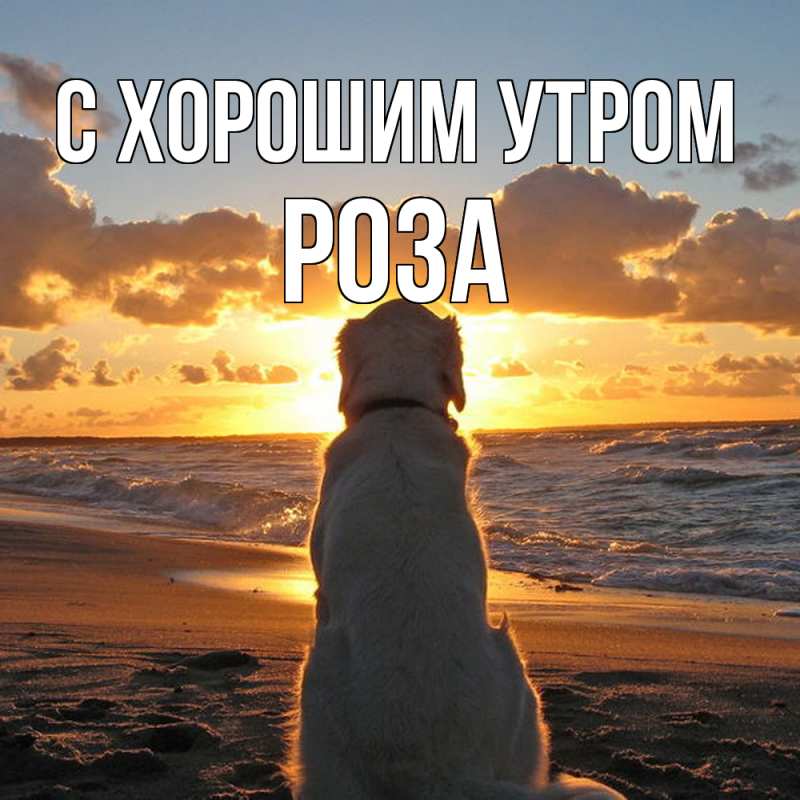 Картинка С хорошим утром, Роза