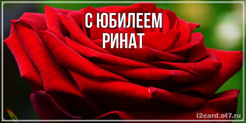 Открытка на каждый день с именем, Ринат C юбилеем розочка очень красивая Прикольная открытка с пожеланием онлайн скачать бесплатно 