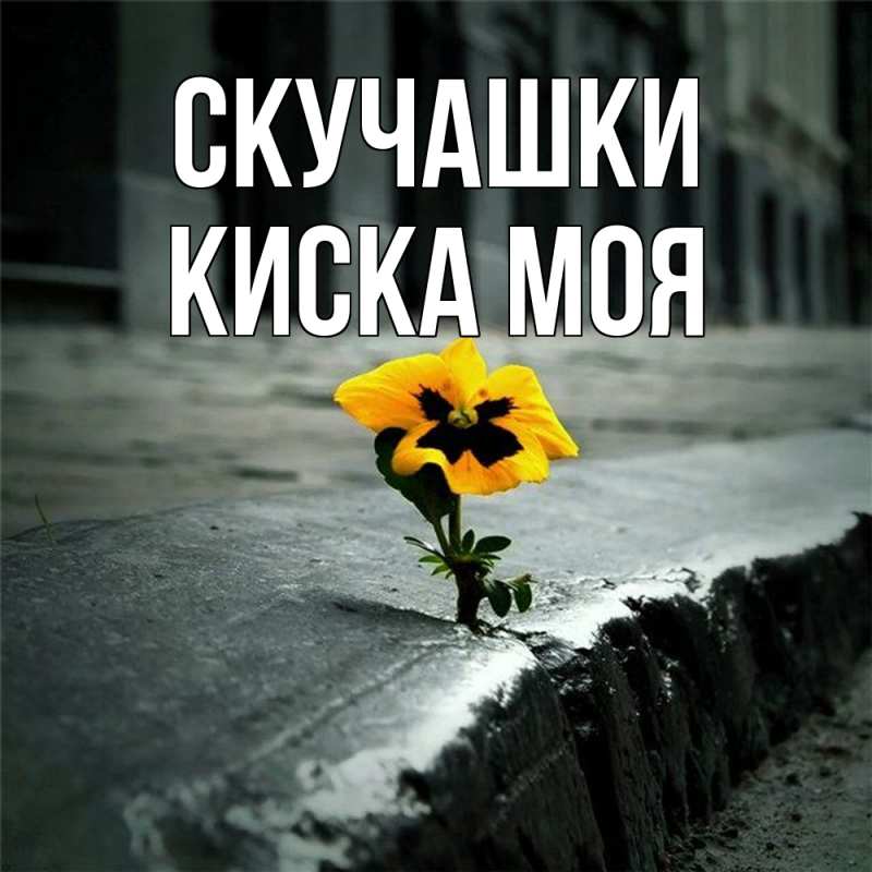 Картинка Скучашки, Киска моя