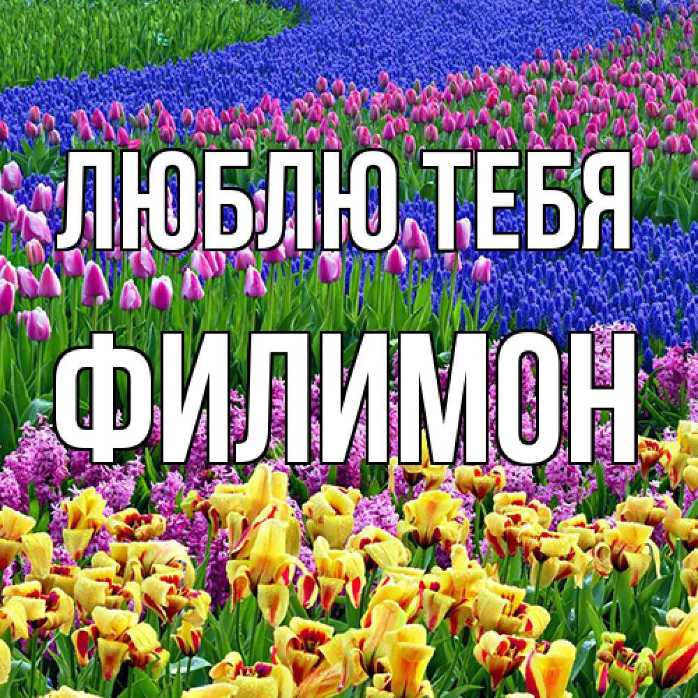 Открытка на каждый день с именем, Филимон Люблю тебя цветы Прикольная открытка с пожеланием онлайн скачать бесплатно 