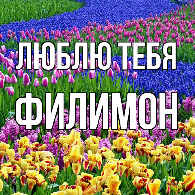 Картинка Люблю тебя, Филимон