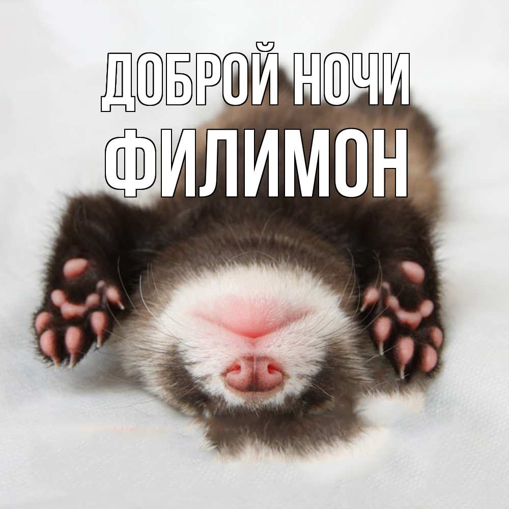 Открытка на каждый день с именем, Филимон Доброй ночи зверек Прикольная открытка с пожеланием онлайн скачать бесплатно 