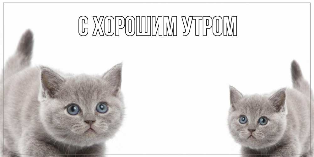 Открытка на каждый день с именем, Шакира Как дела коты Прикольная открытка с пожеланием онлайн скачать бесплатно 