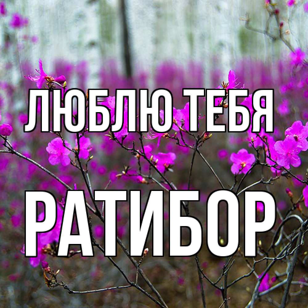 Открытка на каждый день с именем, Ратибор Люблю тебя дикие цветы Прикольная открытка с пожеланием онлайн скачать бесплатно 