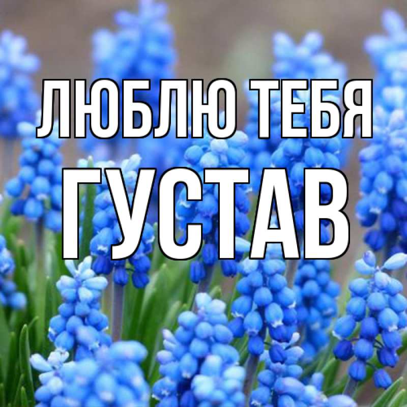 Картинка Люблю тебя, Густав