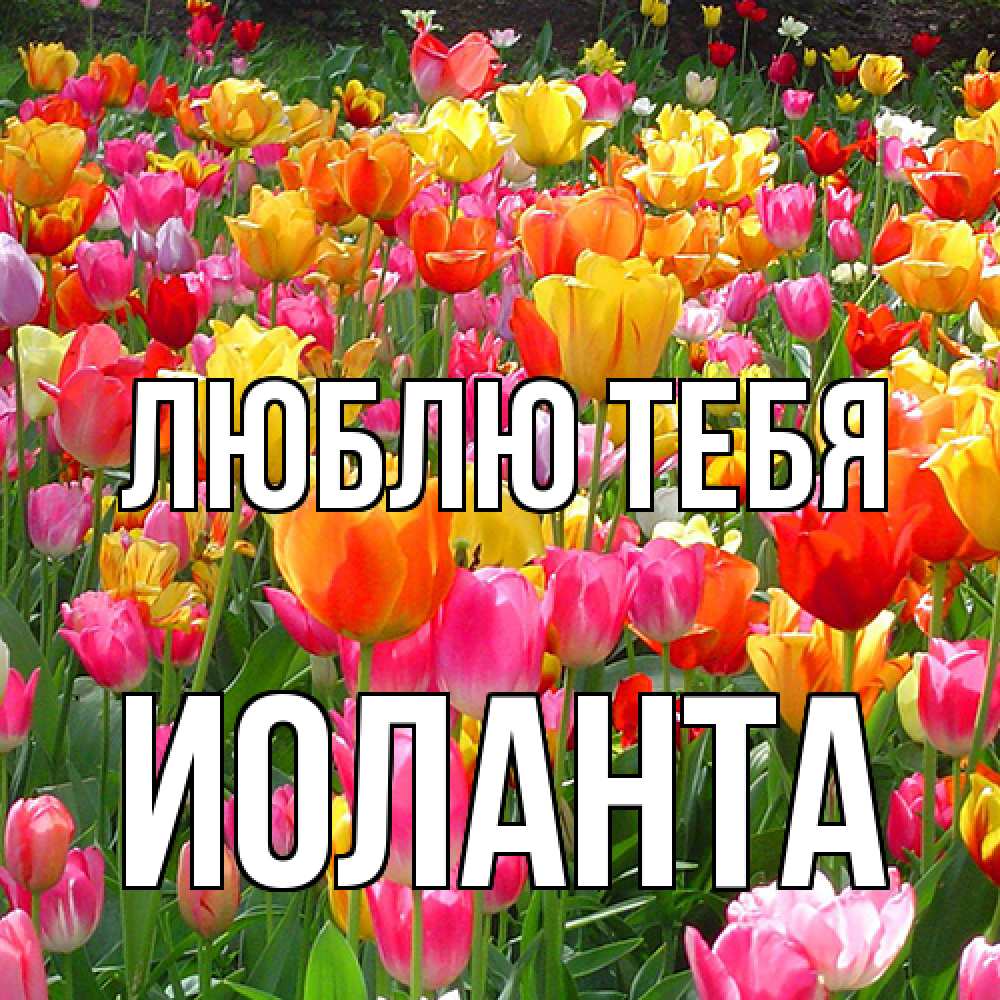 Открытка на каждый день с именем, Иоланта Люблю тебя на международный женский день Прикольная открытка с пожеланием онлайн скачать бесплатно 