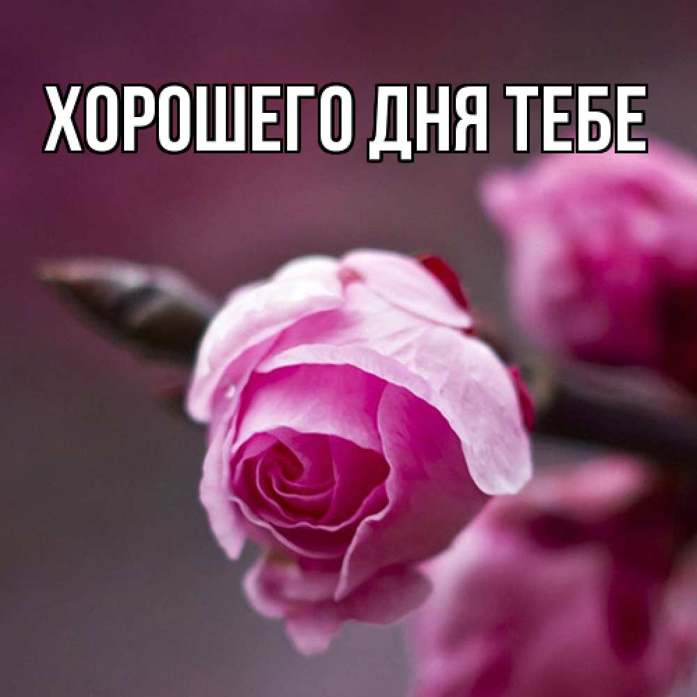 Открытка на каждый день с именем, Измаил Люблю тебя весна Прикольная открытка с пожеланием онлайн скачать бесплатно 