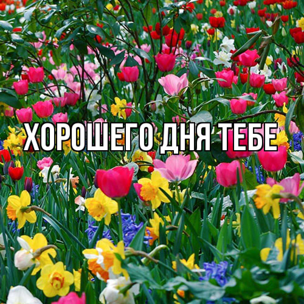 Открытка на каждый день с именем, Измаил Люблю тебя с международным женским днем поздравления для женщины Прикольная открытка с пожеланием онлайн скачать бесплатно 