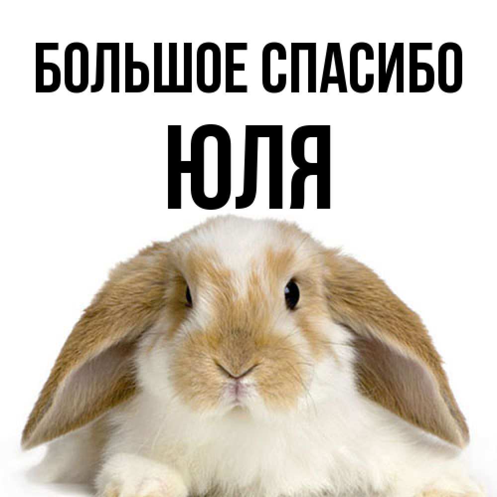 Открытка на каждый день с именем, Юля Большое спасибо коричнево белый заяц Прикольная открытка с пожеланием онлайн скачать бесплатно 