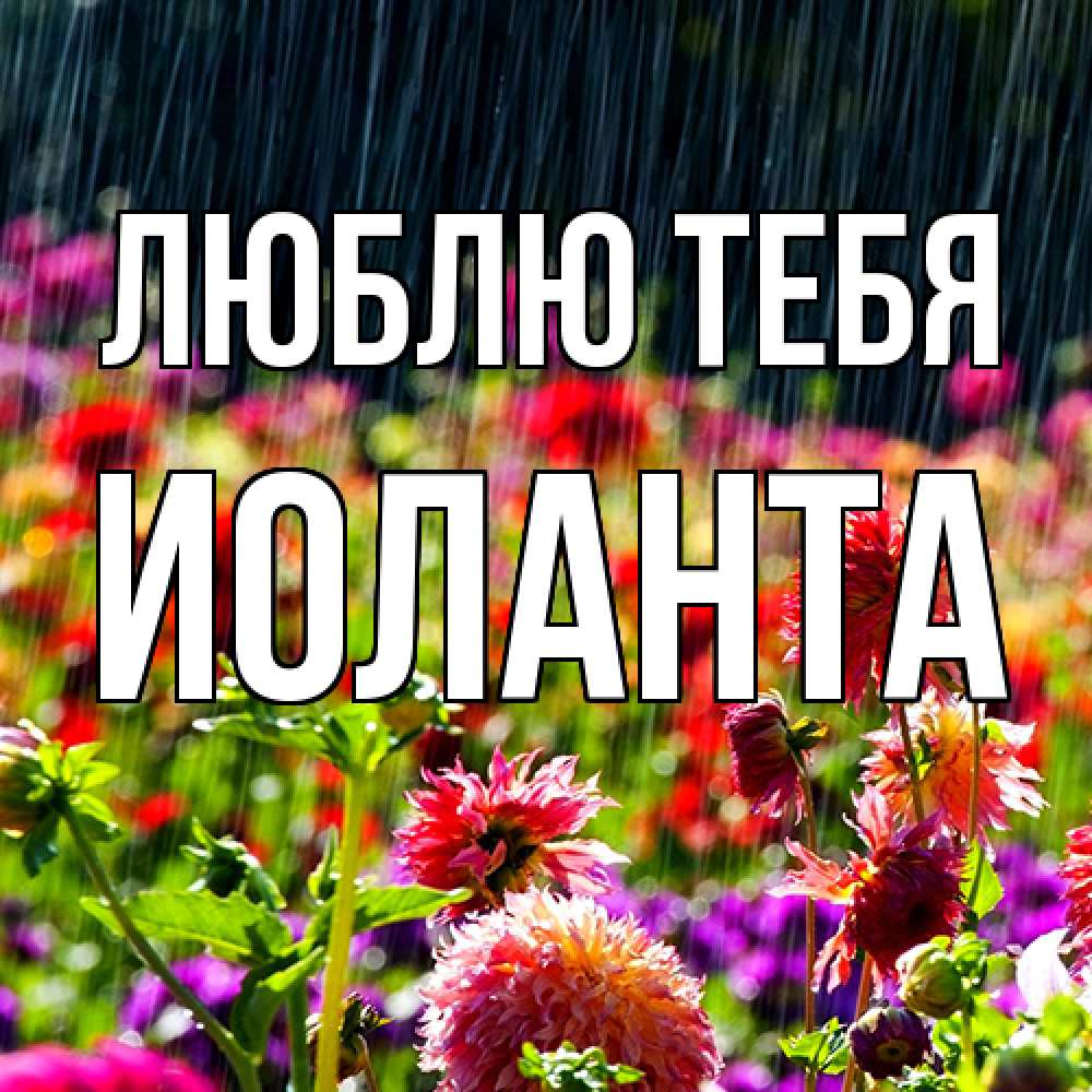 Открытка на каждый день с именем, Иоланта Люблю тебя цветы под дождиком к международному женскому дню Прикольная открытка с пожеланием онлайн скачать бесплатно 
