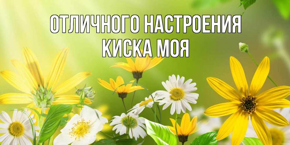 Открытка на каждый день с именем, Киска-моя Отличного настроения цветы Прикольная открытка с пожеланием онлайн скачать бесплатно 