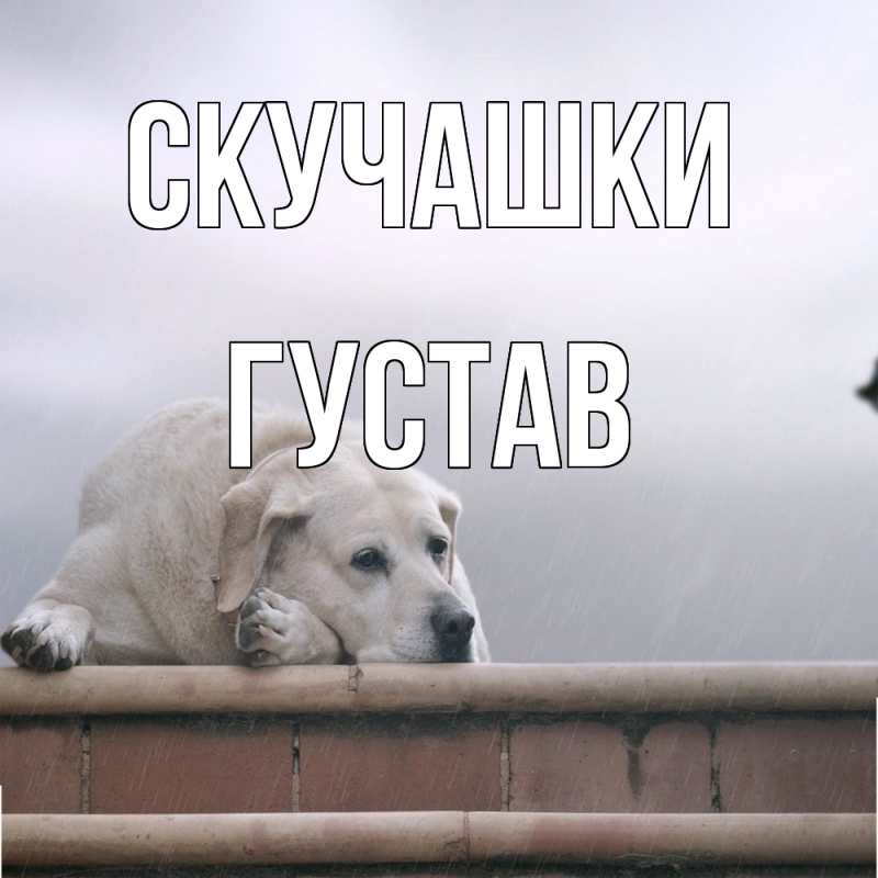 Картинка Скучашки, Густав