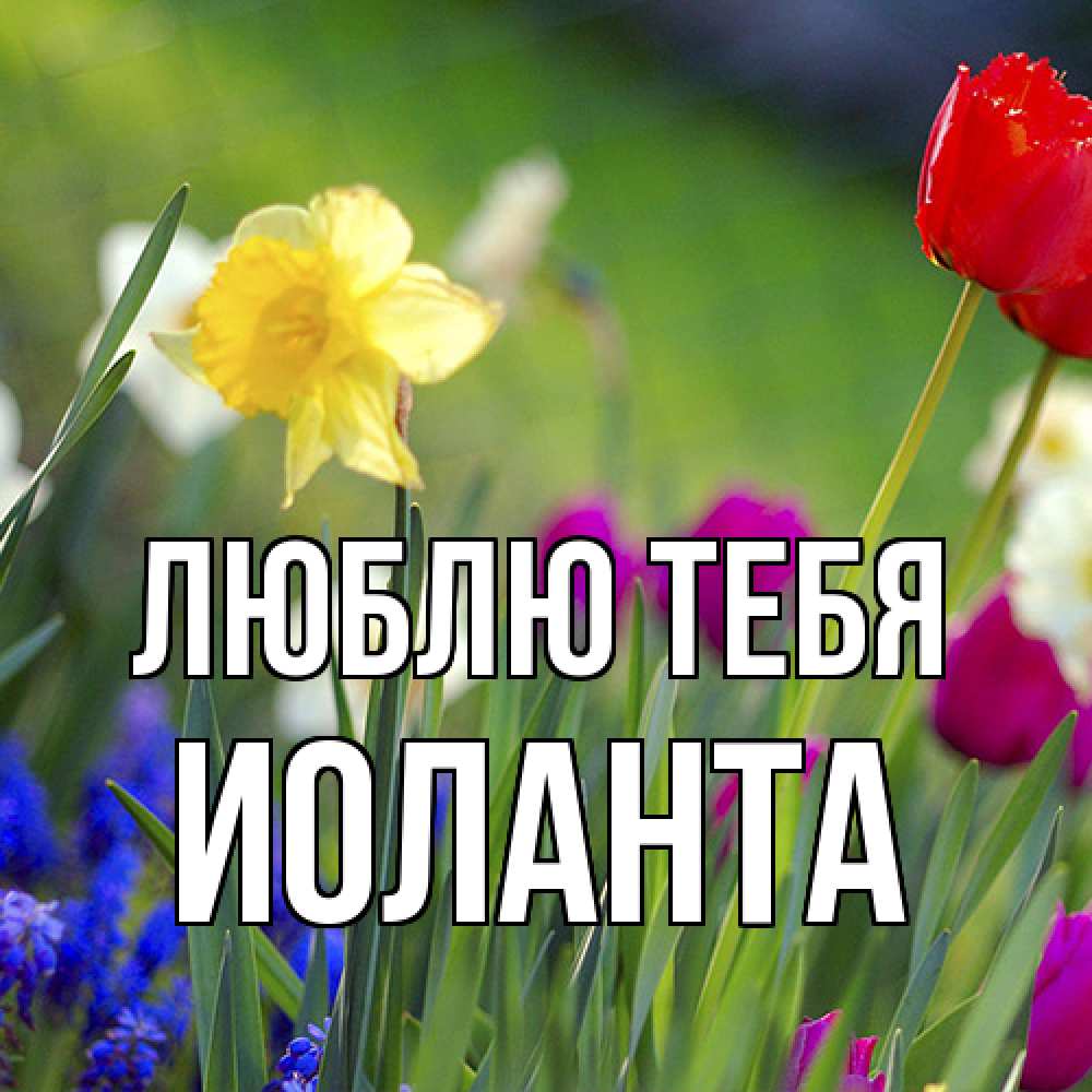 Открытка на каждый день с именем, Иоланта Люблю тебя международный женский день 3 Прикольная открытка с пожеланием онлайн скачать бесплатно 
