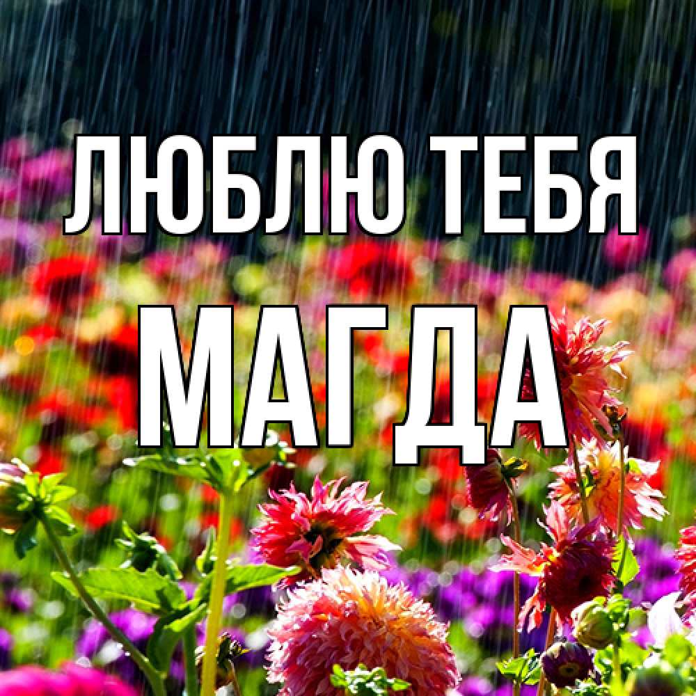 Открытка на каждый день с именем, Магда Люблю тебя цветы под дождиком к международному женскому дню Прикольная открытка с пожеланием онлайн скачать бесплатно 