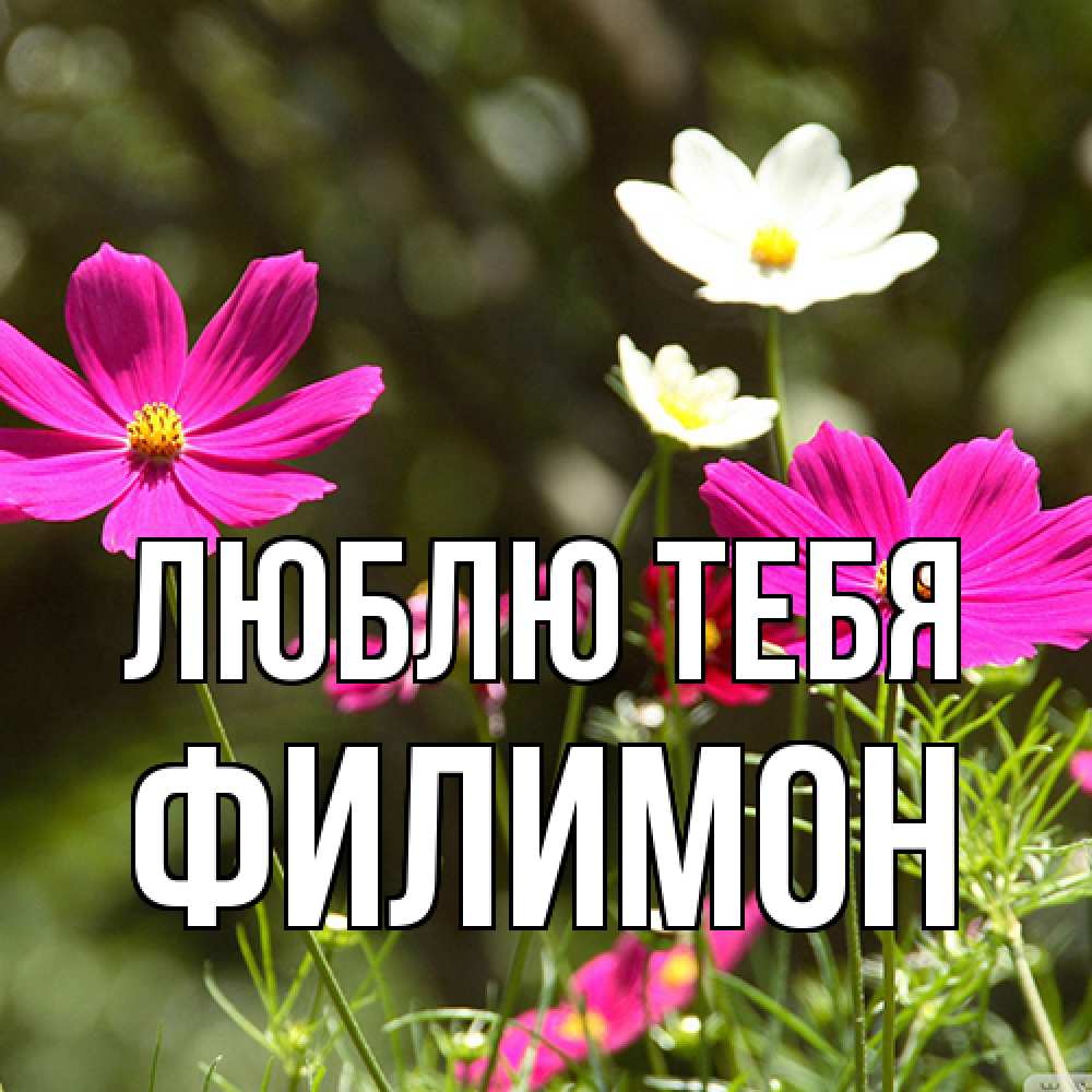 Открытка на каждый день с именем, Филимон Люблю тебя цветы Прикольная открытка с пожеланием онлайн скачать бесплатно 