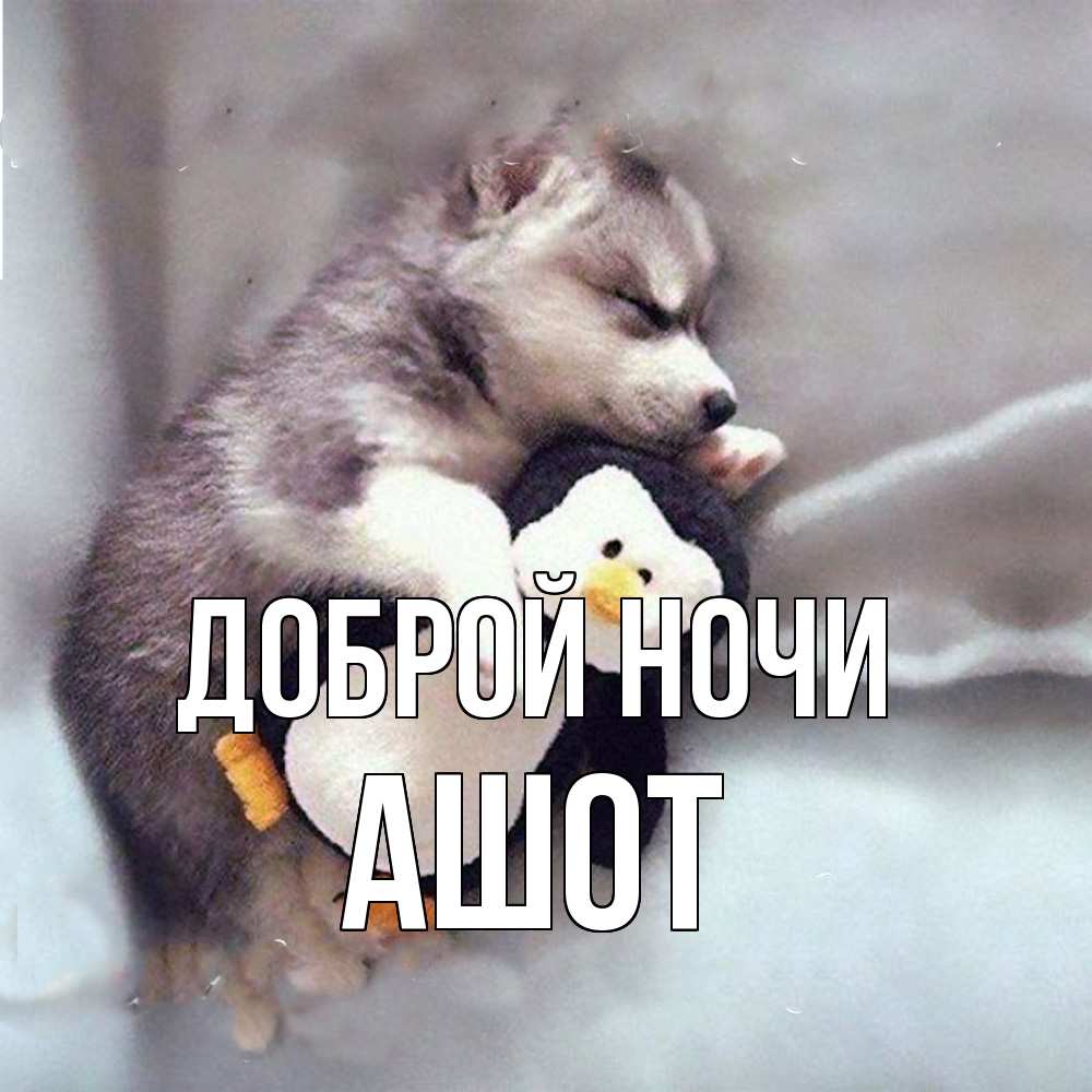 Открытка на каждый день с именем, Ашот Доброй ночи обнимашки щенка и пингвина Прикольная открытка с пожеланием онлайн скачать бесплатно 