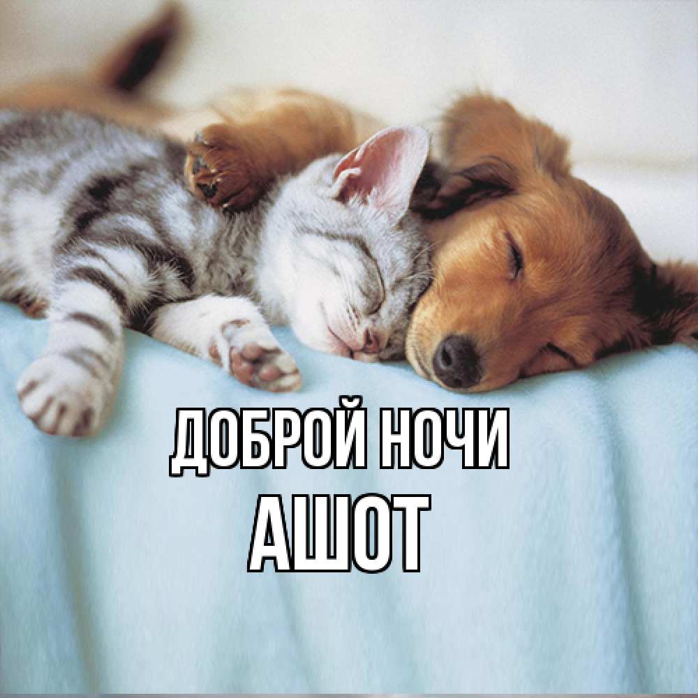 Открытка на каждый день с именем, Ашот Доброй ночи с животными Прикольная открытка с пожеланием онлайн скачать бесплатно 