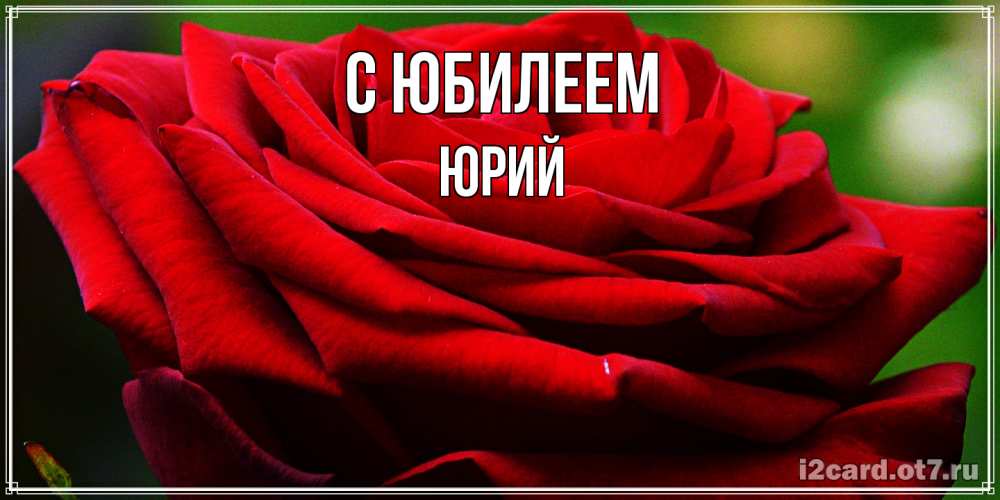 Открытка на каждый день с именем, Юрий C юбилеем розочка очень красивая Прикольная открытка с пожеланием онлайн скачать бесплатно 