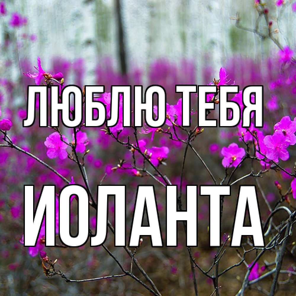 Открытка на каждый день с именем, Иоланта Люблю тебя дикие цветы Прикольная открытка с пожеланием онлайн скачать бесплатно 