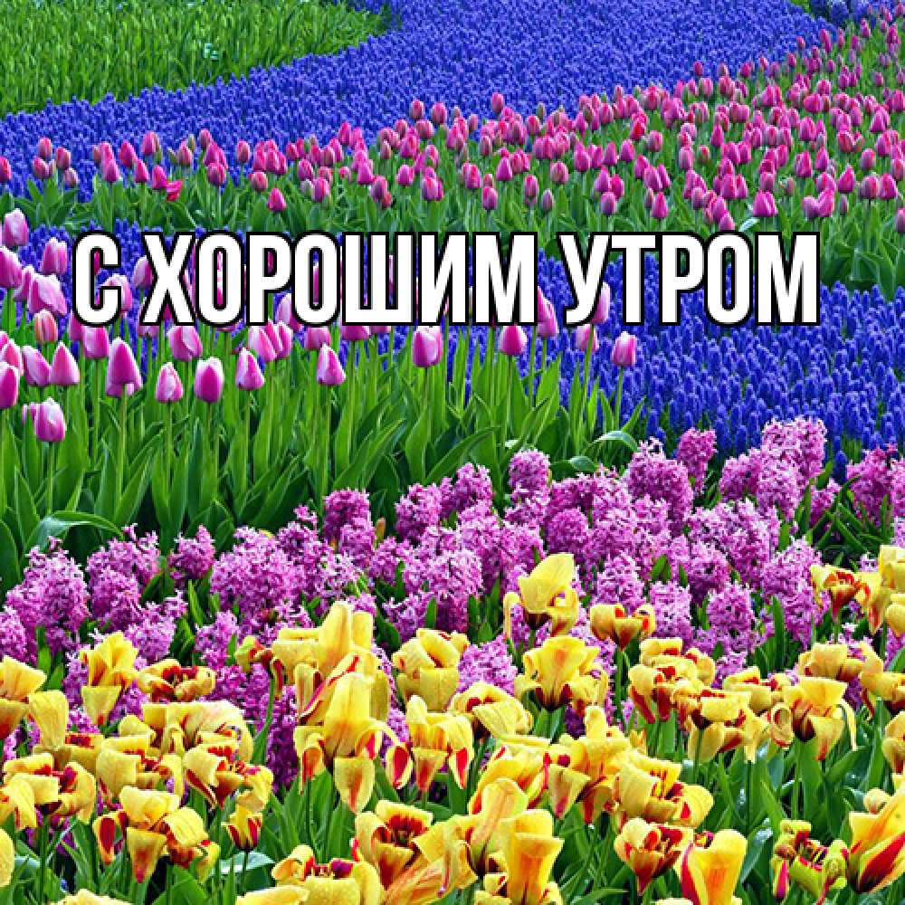 Открытка на каждый день с именем, Иван Люблю тебя цветы Прикольная открытка с пожеланием онлайн скачать бесплатно 