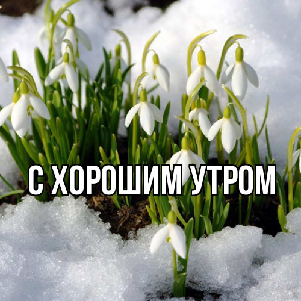 Открытка на каждый день с именем, Юния Люблю тебя цветы весенние Прикольная открытка с пожеланием онлайн скачать бесплатно 