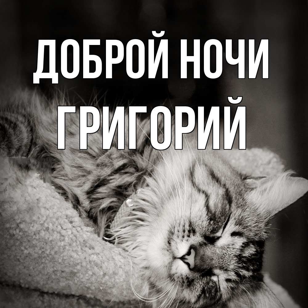 Открытка на каждый день с именем, Григорий Доброй ночи котярик пушистый Прикольная открытка с пожеланием онлайн скачать бесплатно 