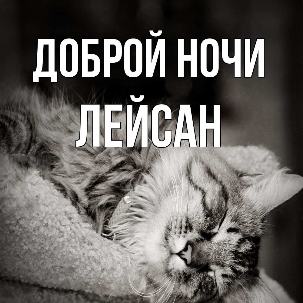 Открытка на каждый день с именем, Лейсан Доброй ночи котярик пушистый Прикольная открытка с пожеланием онлайн скачать бесплатно 