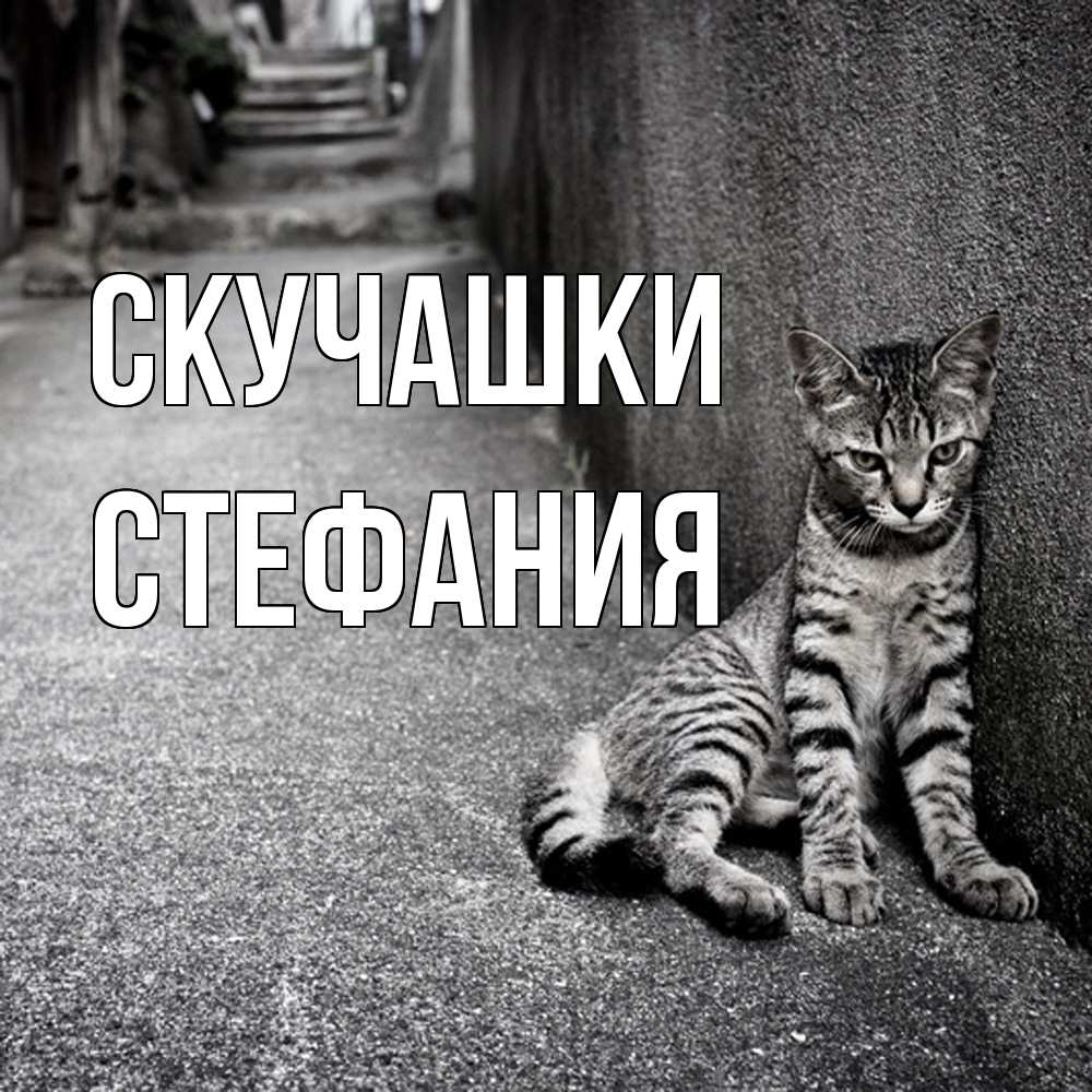 Открытка на каждый день с именем, Стефания Скучашки одиноко котику Прикольная открытка с пожеланием онлайн скачать бесплатно 