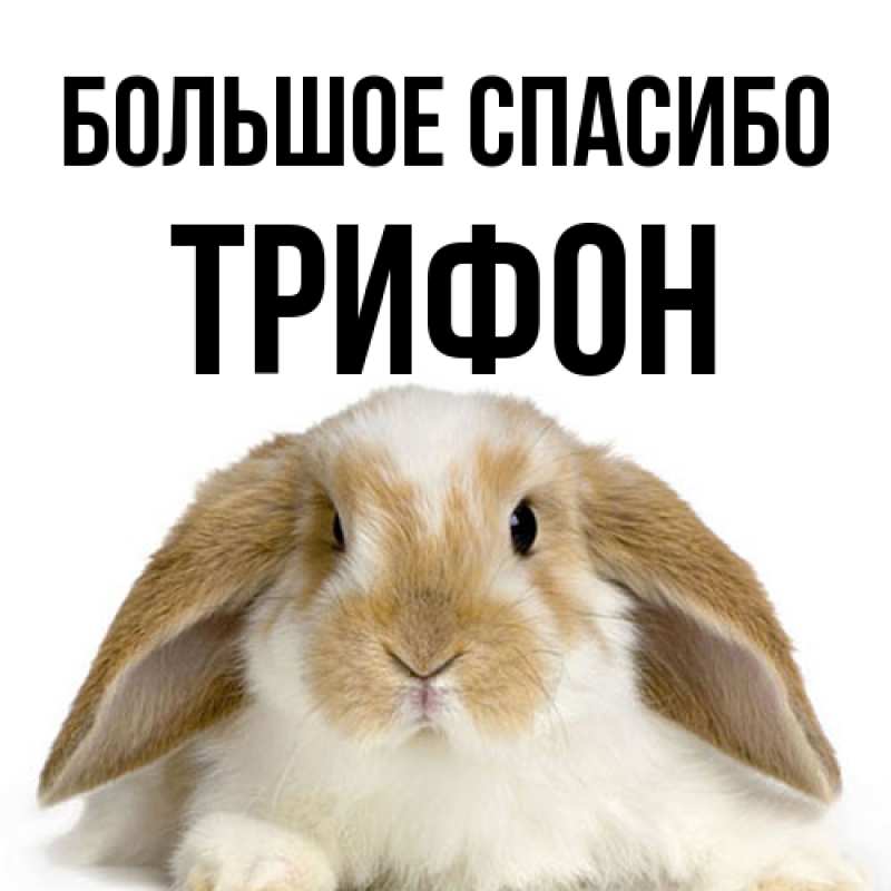 Картинка Большое спасибо, Трифон