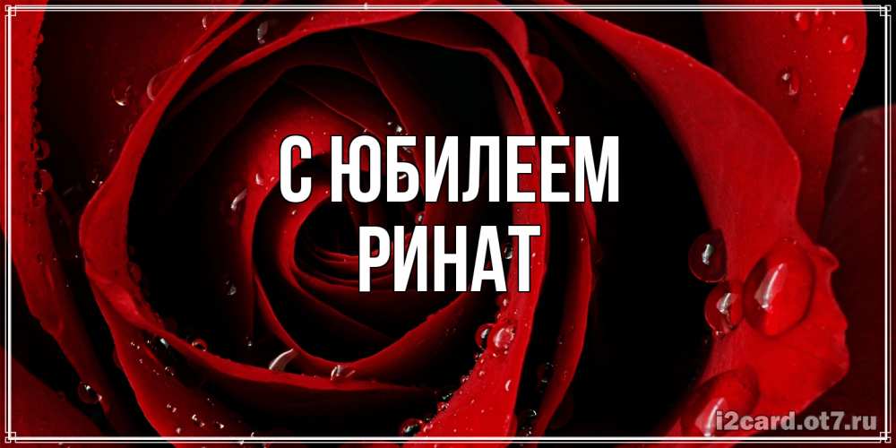 Открытка на каждый день с именем, Ринат C юбилеем крупная бордовая роза Прикольная открытка с пожеланием онлайн скачать бесплатно 