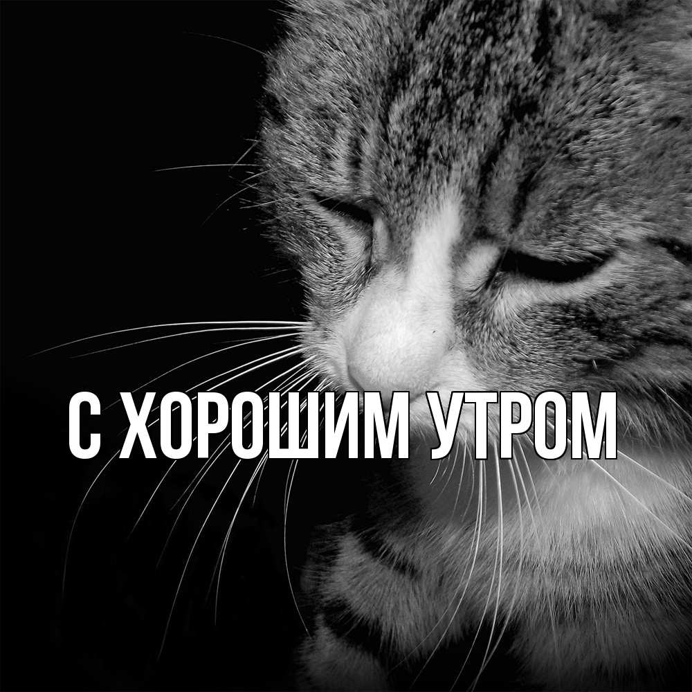 Открытка на каждый день с именем, Трифон Скучашки мне скучно Прикольная открытка с пожеланием онлайн скачать бесплатно 