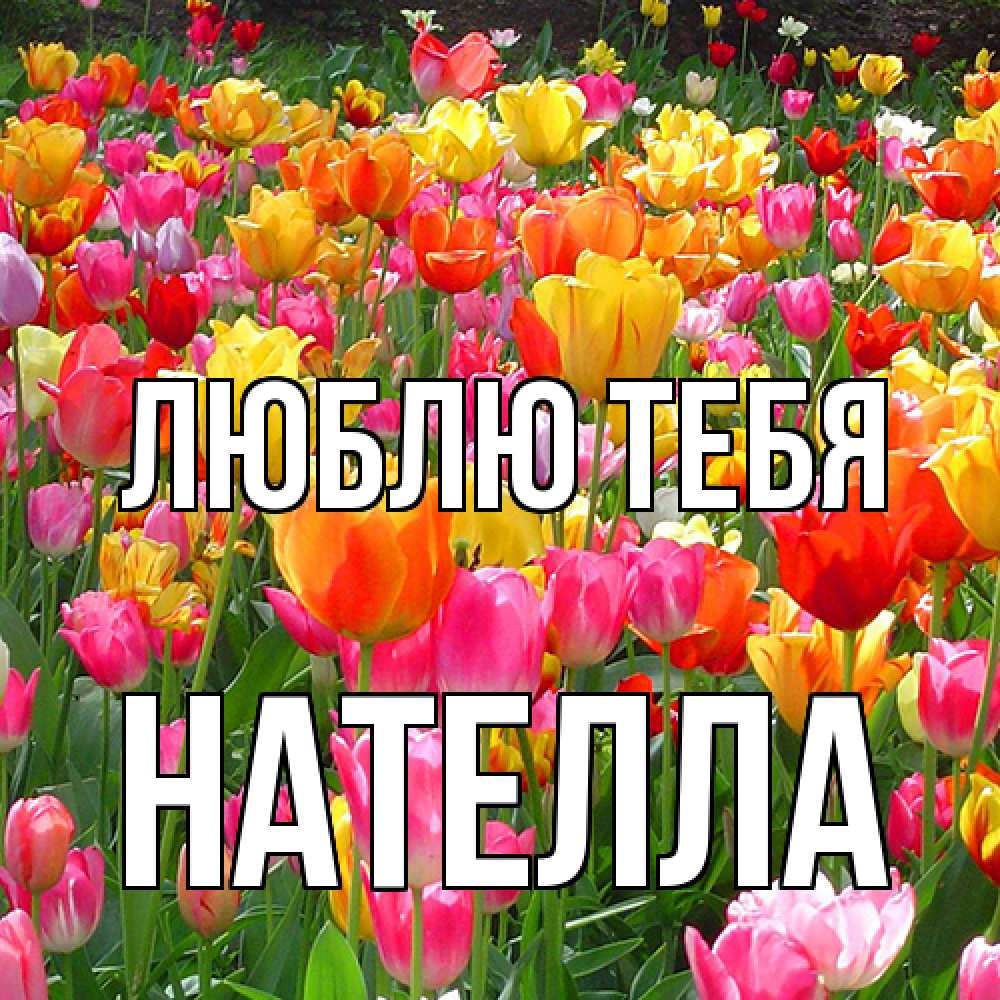 Открытка на каждый день с именем, Нателла Люблю тебя на международный женский день Прикольная открытка с пожеланием онлайн скачать бесплатно 