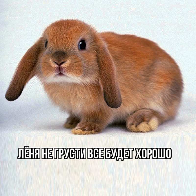 Картинка Не грусти, все будет хорошо, Лёня