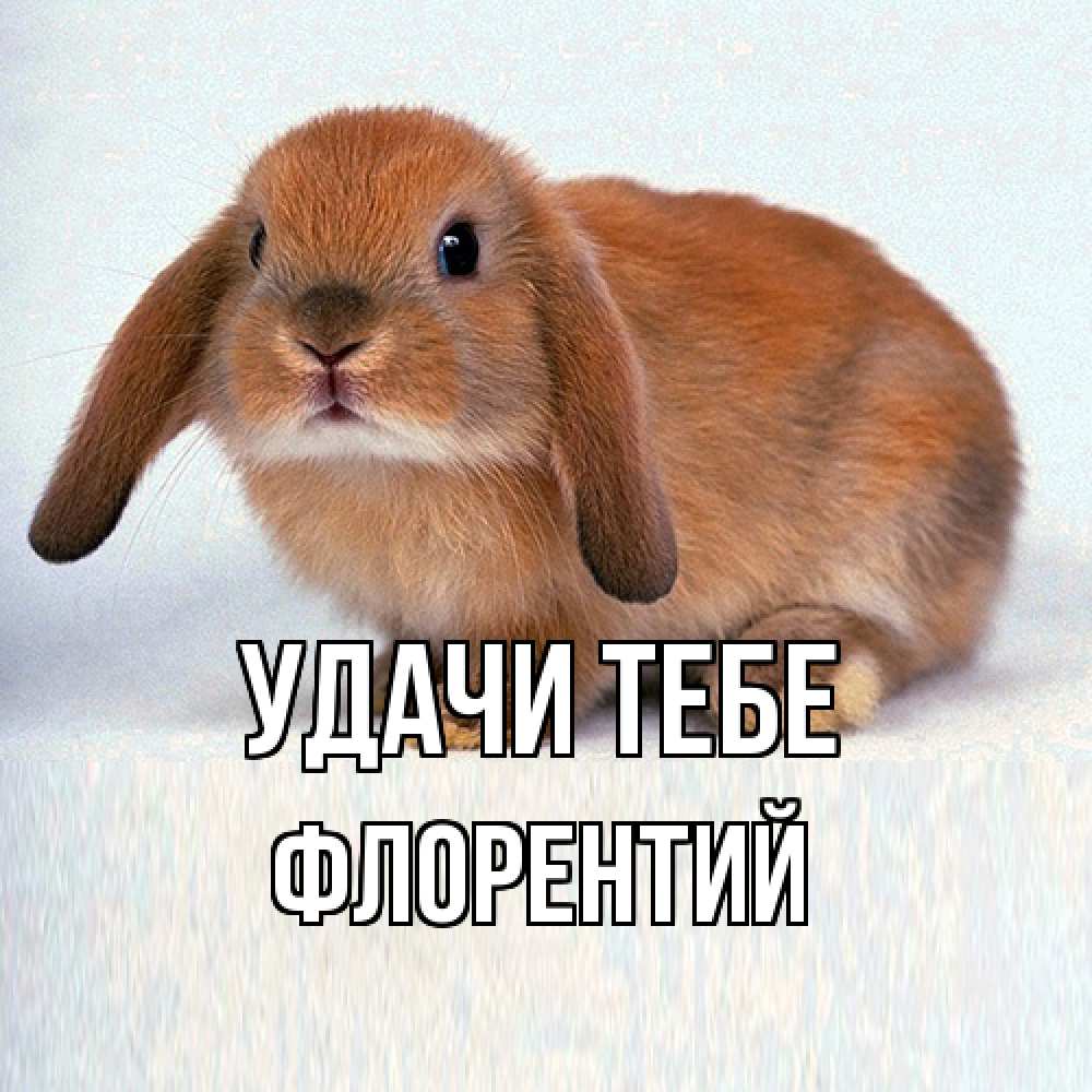 Открытка на каждый день с именем, Флорентий Удачи тебе вставить текст в открытку по выбору Прикольная открытка с пожеланием онлайн скачать бесплатно 